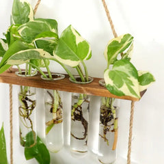 Wall Hanging Test Tube Plant Station